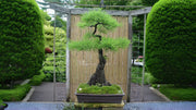 Benefits of Pond Cypress in a Pondscape