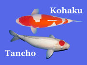 Kohaku Koi: The Popular Fish in the Pond