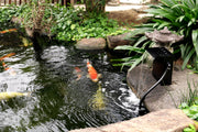 The outlet pipe of the filter box is connected to an extension hose leading to the top of the waterfall.